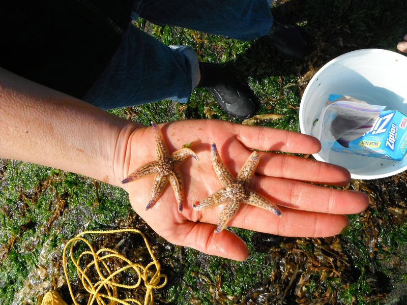 Japanese sea stars found on a fisheries dock near Newport, Oregon. Image: John Chapman.